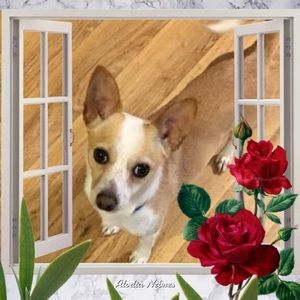 Meet your Posher, Jane